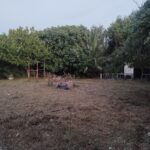1000031381